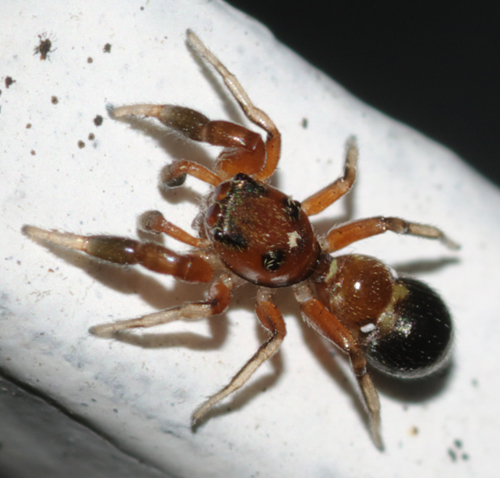 Salticidae: Synageles, molto probabilmente S. dalmaticus